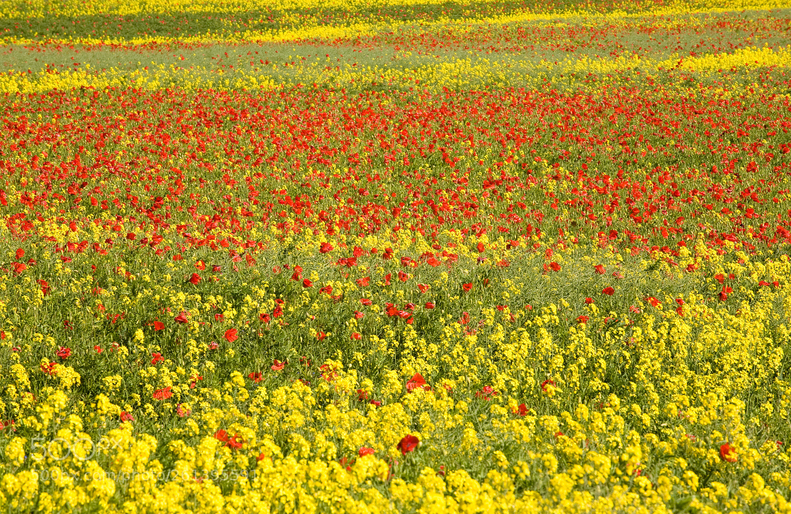 Canon EOS 5D sample photo. Flower field photography