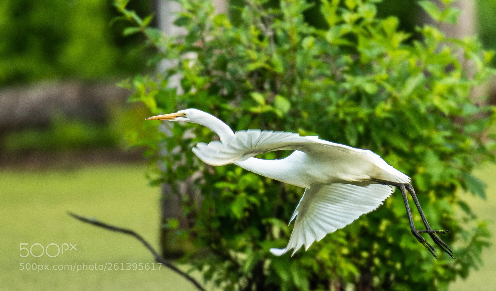 Nikon D850 sample photo. Egret in flight! photography