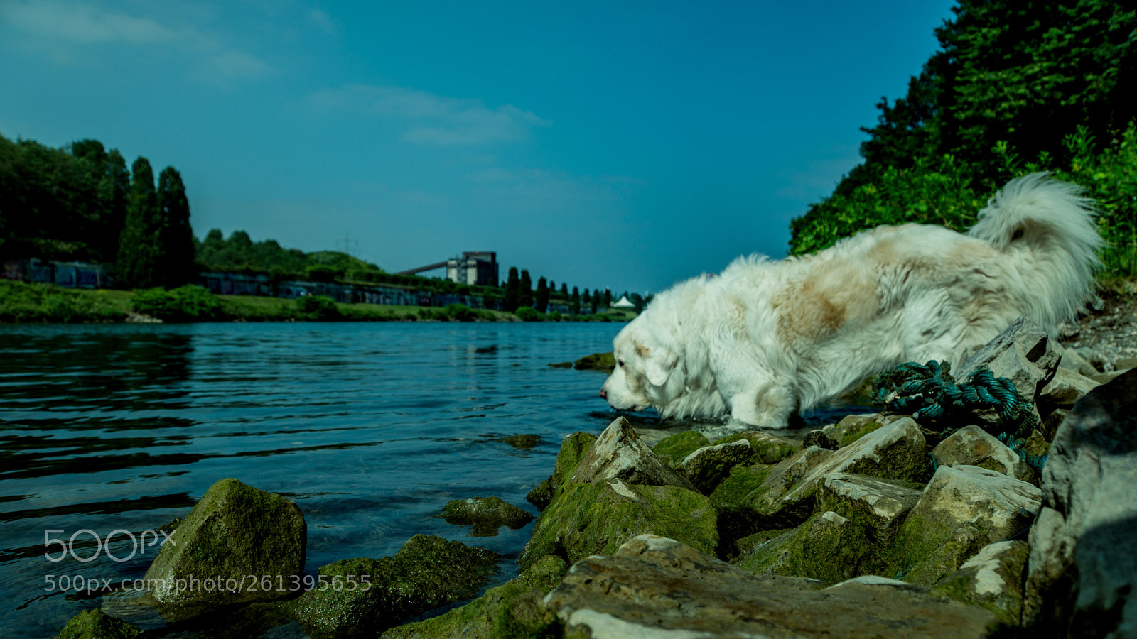 Sony a6000 sample photo. Dogs are hot and photography