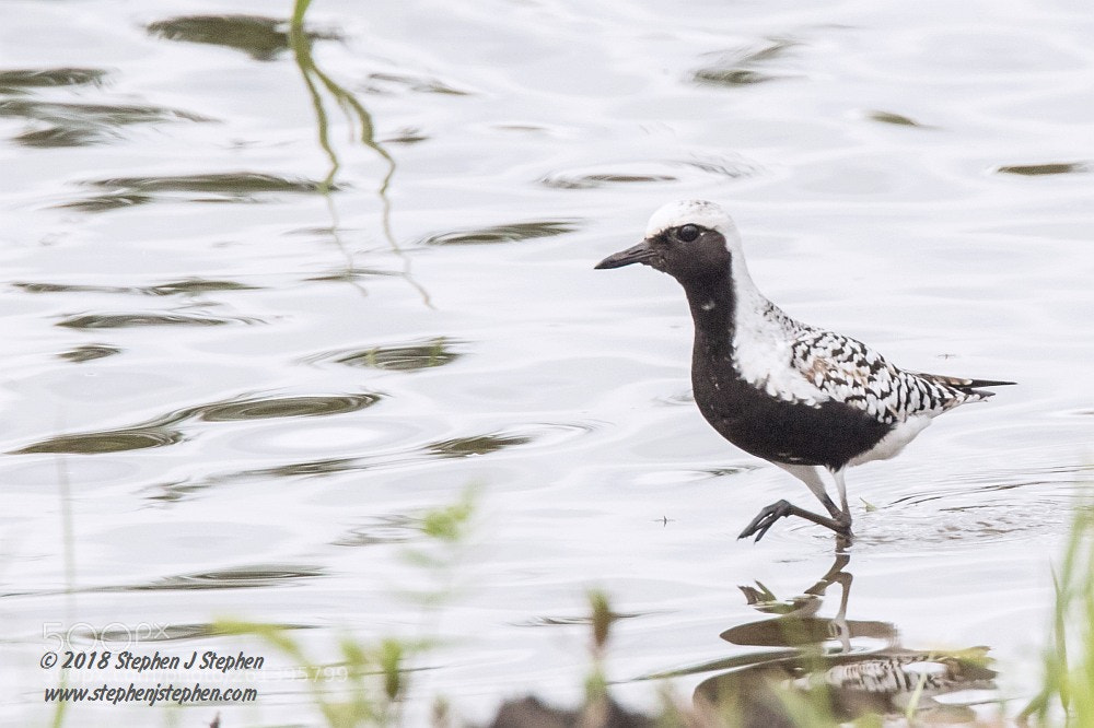 Canon EOS 7D Mark II sample photo. Black bellied plover photography