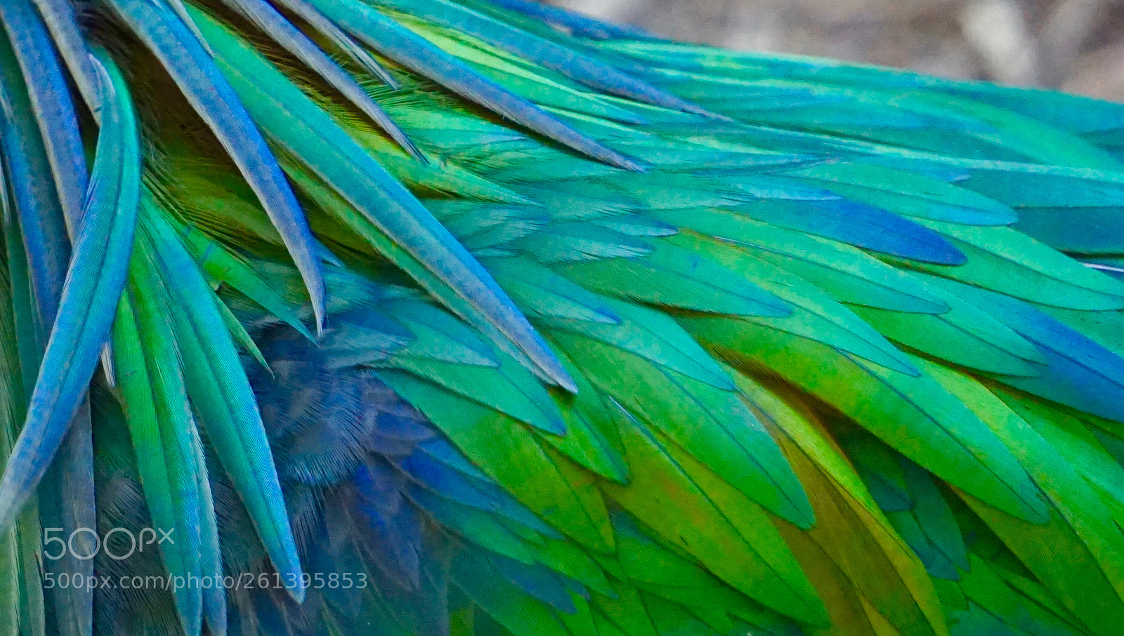 Sony a6000 sample photo. Colorful feathers photography