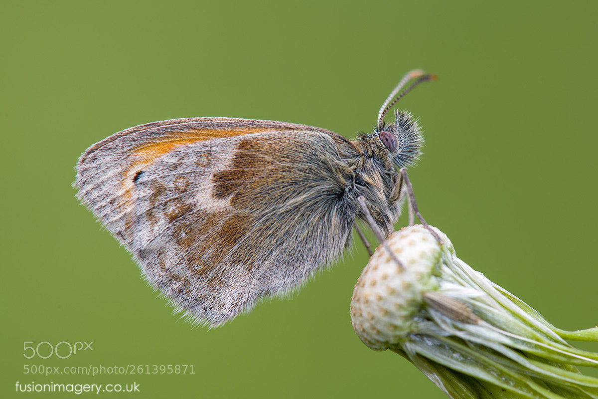 Nikon D850 sample photo. Coenonympha pamphilus photography