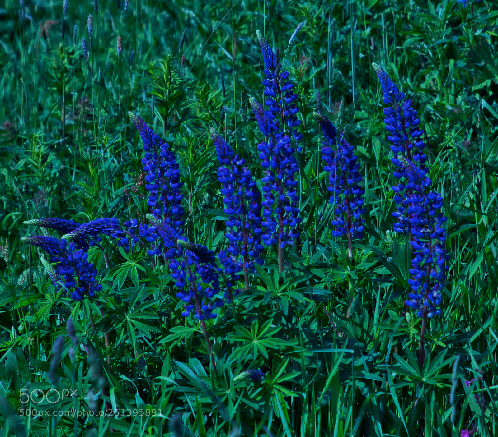 Canon EOS 77D (EOS 9000D / EOS 770D) sample photo. Flowx0312 photography