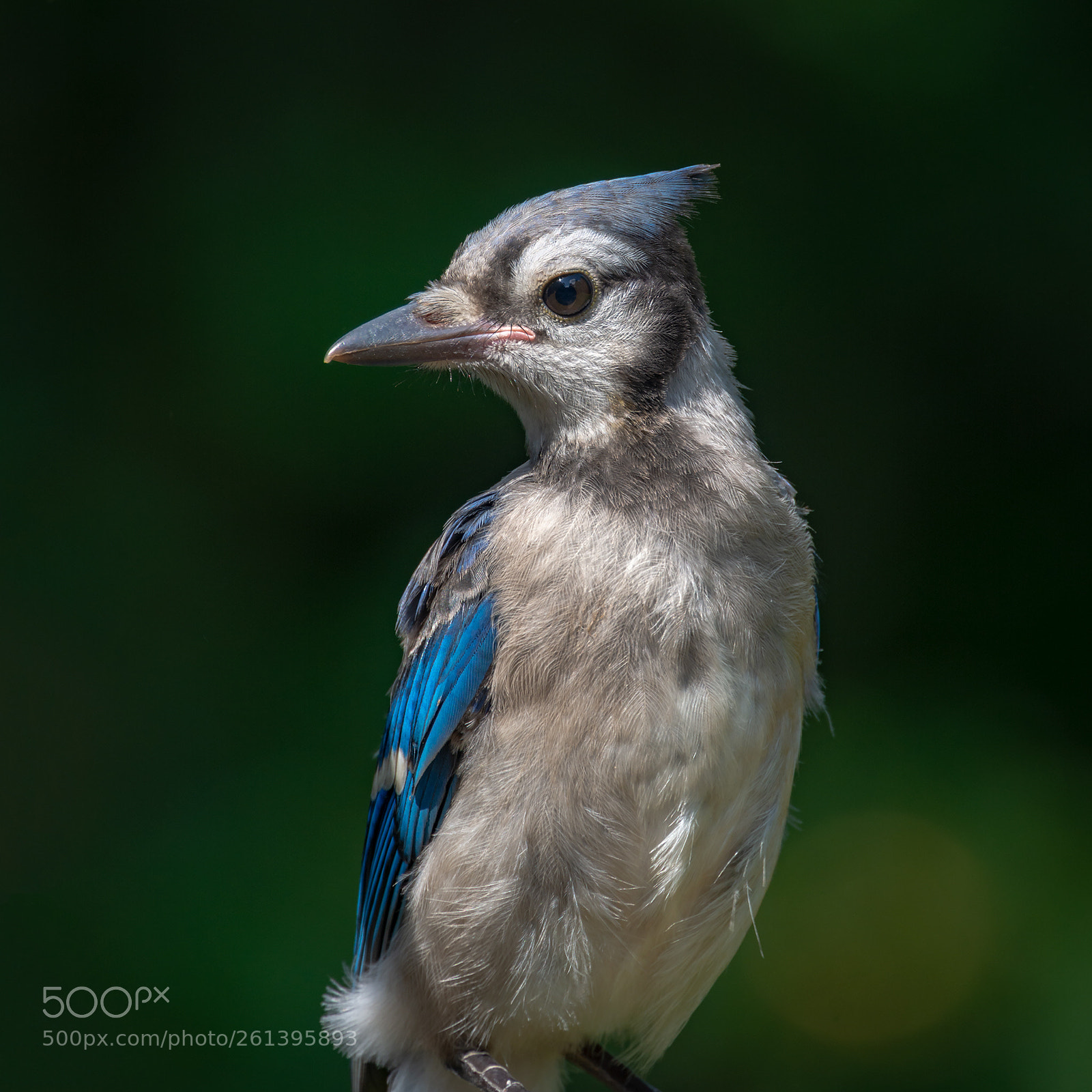 Nikon D7100 sample photo. A young jay hopes photography