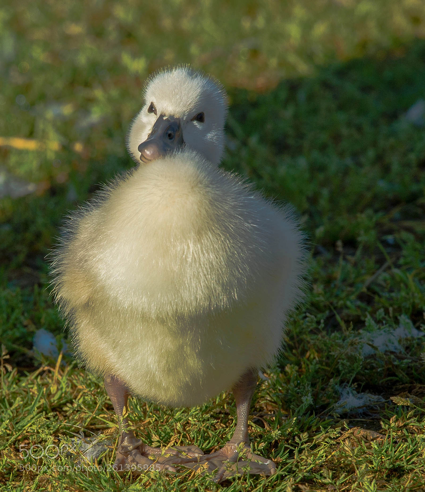 Nikon D4 sample photo. Posing for chesty potato photography