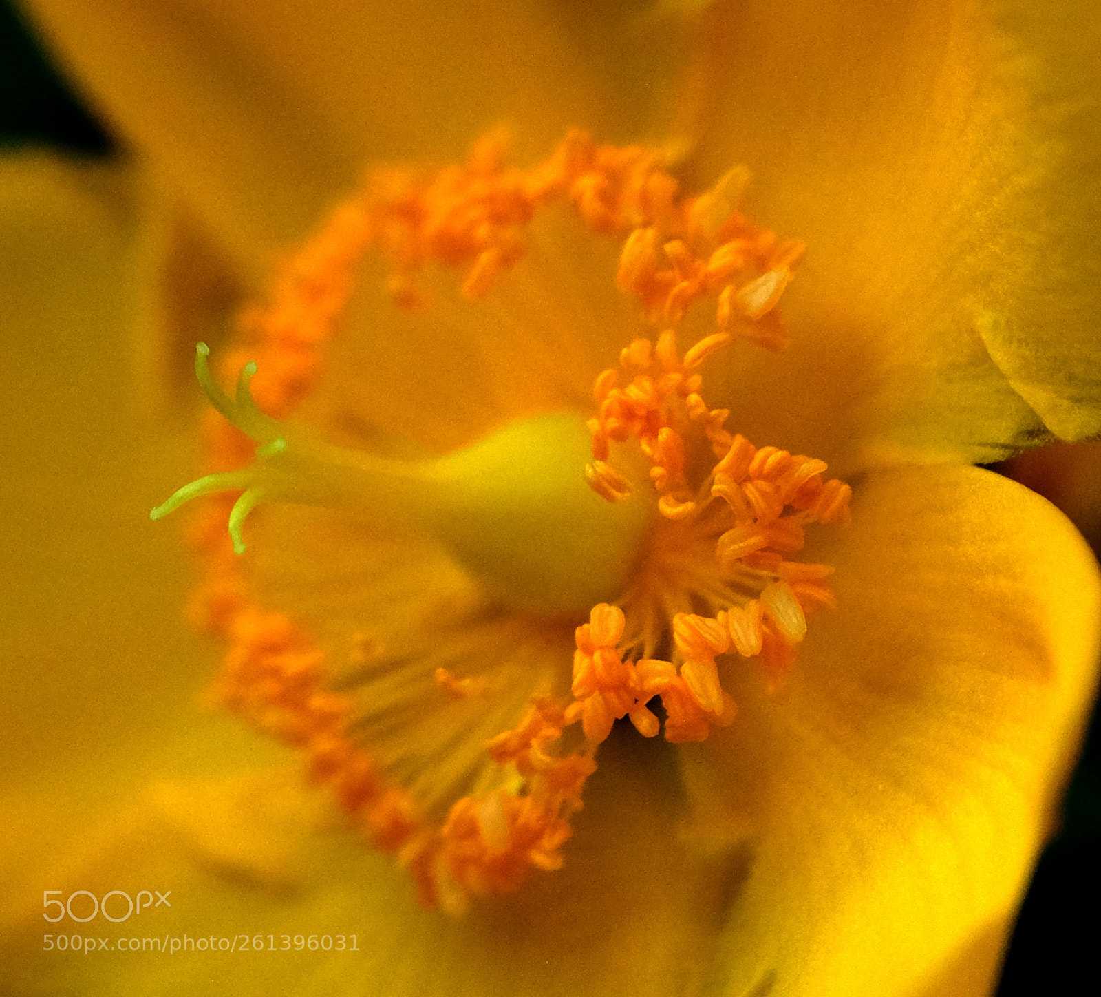 Fujifilm X-Pro2 sample photo. Yellow. photography