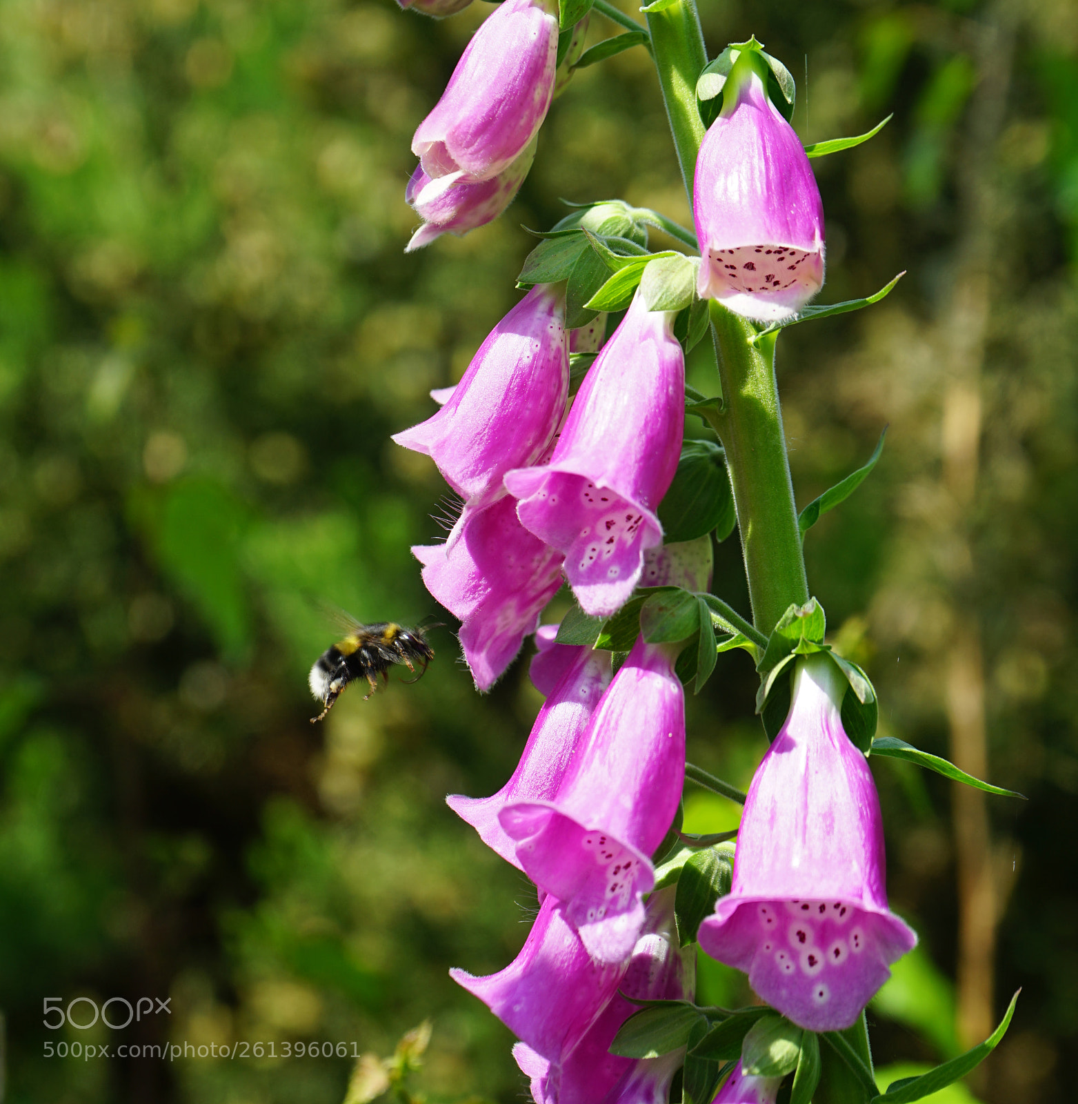 Sony a7 II sample photo. Foxglove landing photography