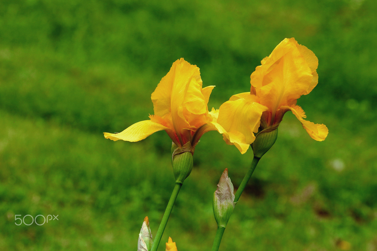 Canon EOS 650D (EOS Rebel T4i / EOS Kiss X6i) sample photo. Yellow lilly photography