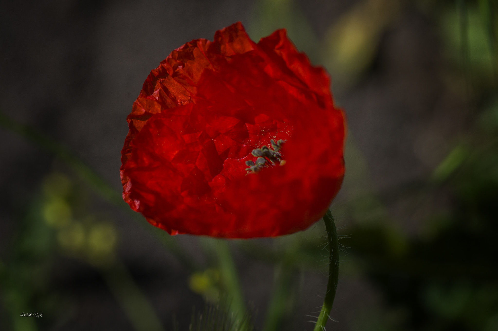 Sony SLT-A35 sample photo. Amapola photography