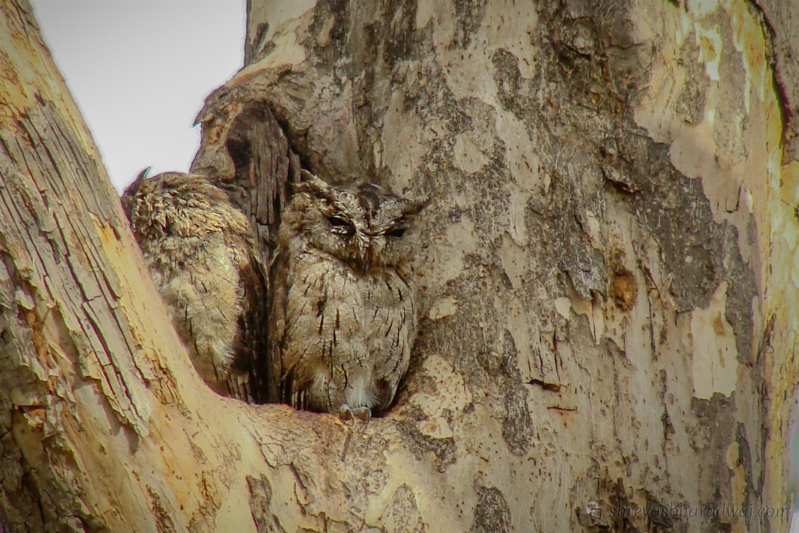 Sony Cyber-shot DSC-H10 sample photo. Indian scops owl photography