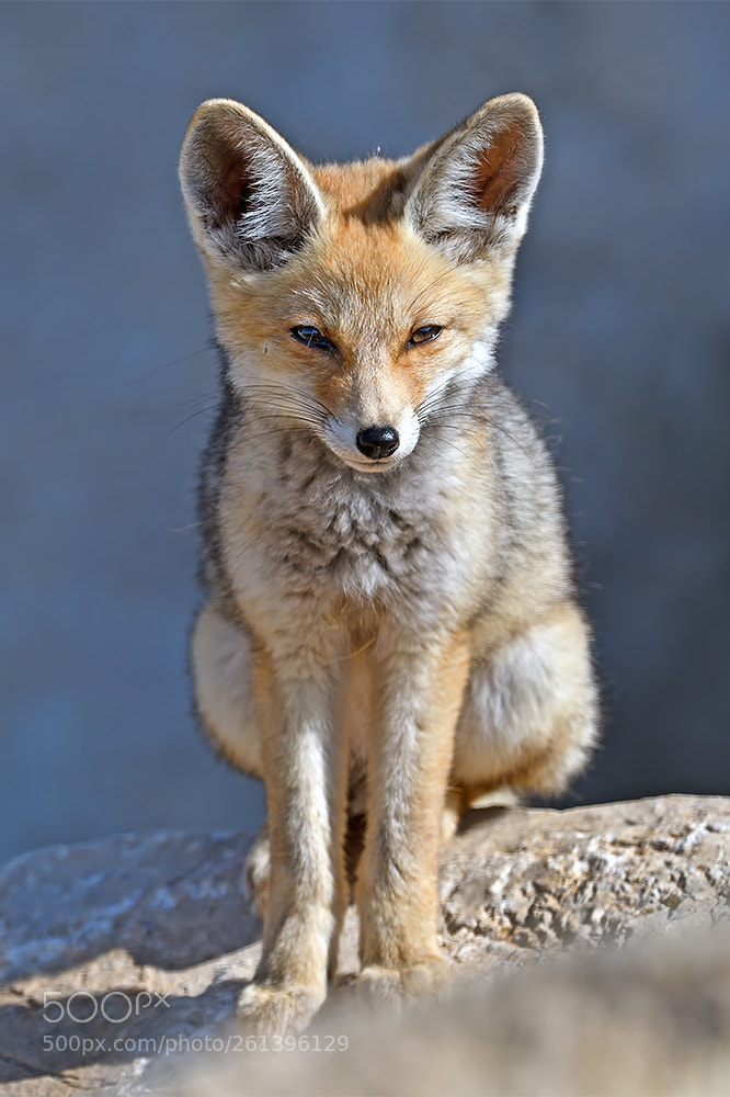 Nikon D500 sample photo. A fox cub photography