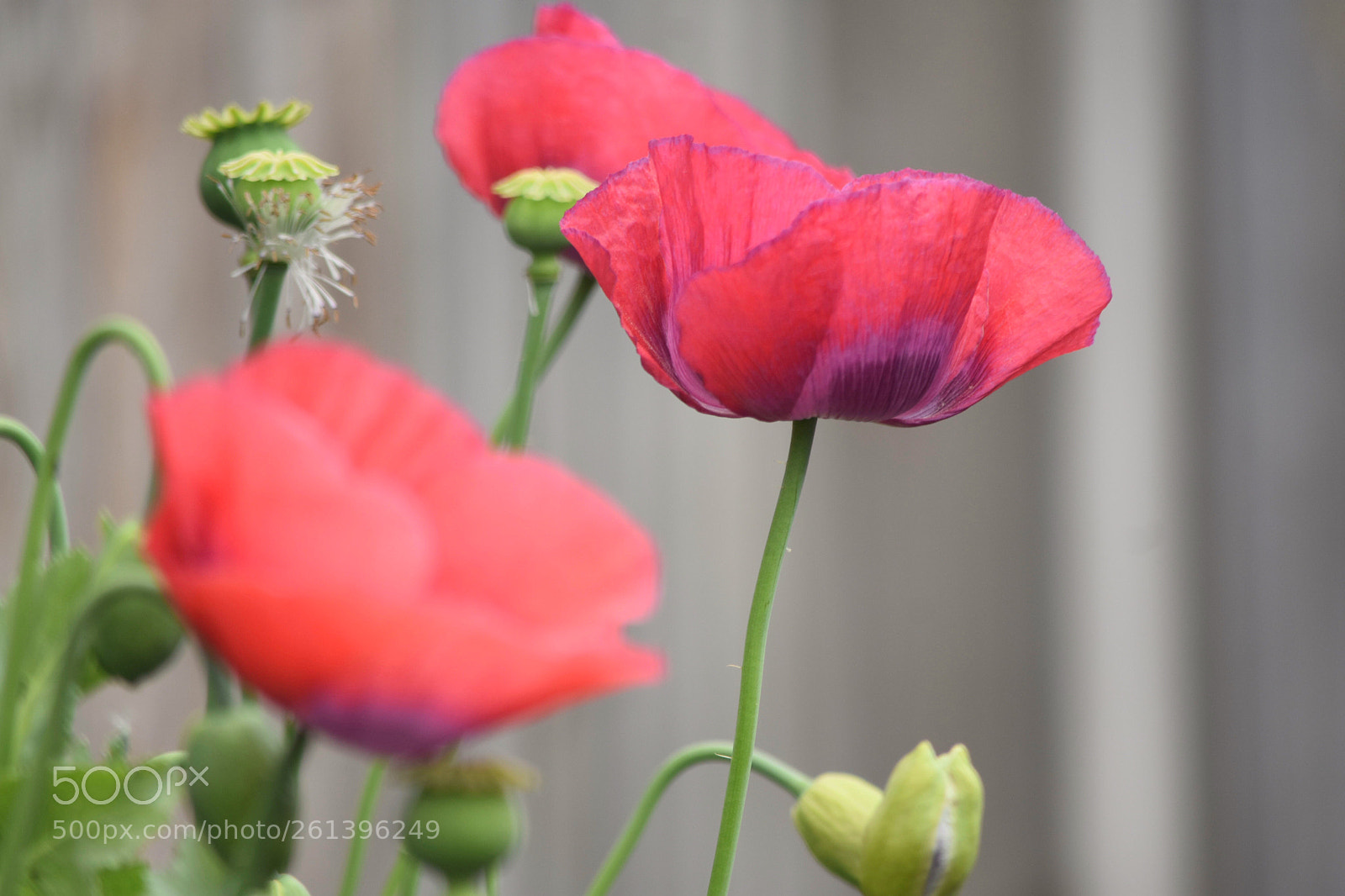 Nikon D3400 sample photo. Poppy photography