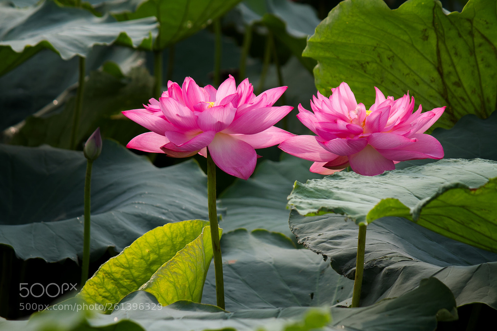 Canon EOS 7D sample photo. Sisters photography