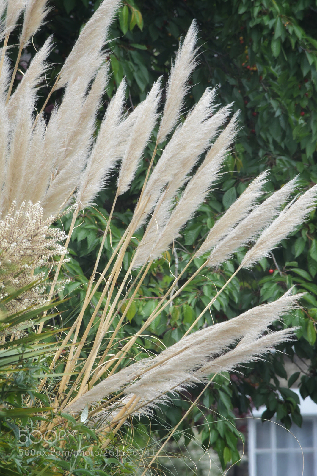 Nikon D3400 sample photo. Freedom
to grow photography