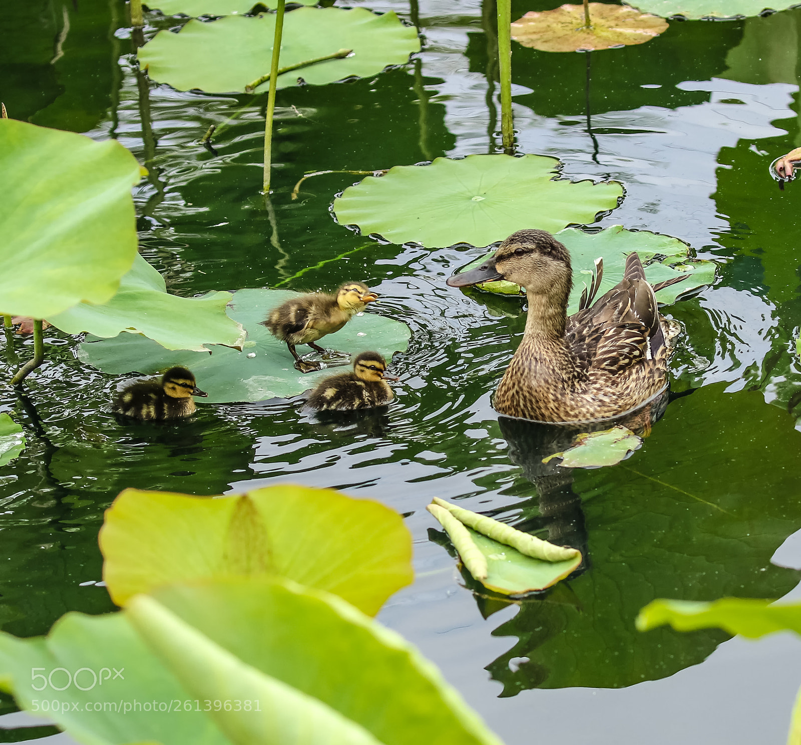 Canon EOS 7D Mark II sample photo. Mom, i am hungry. photography