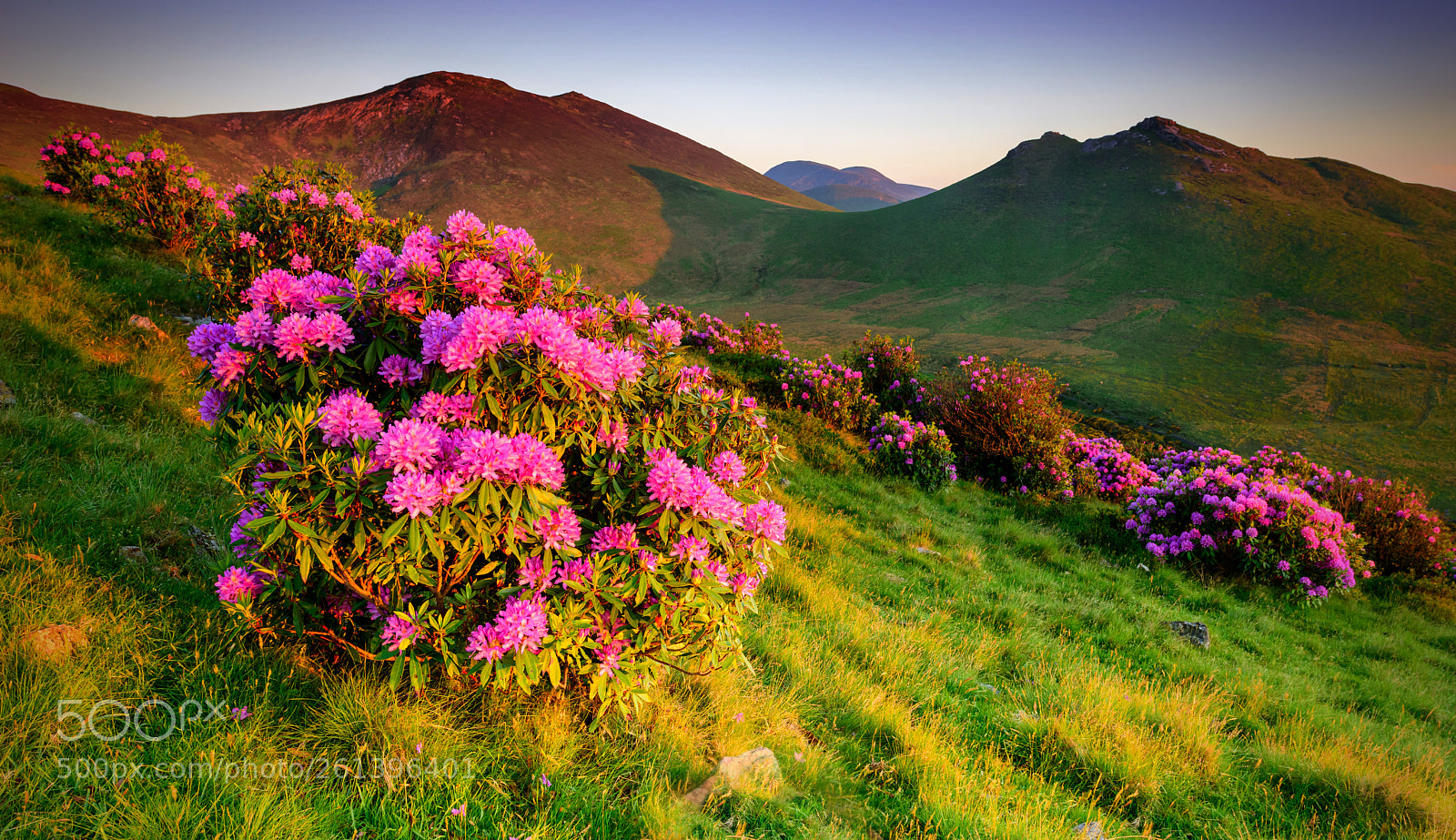 Nikon D810 sample photo. Spring-time in the mournes photography