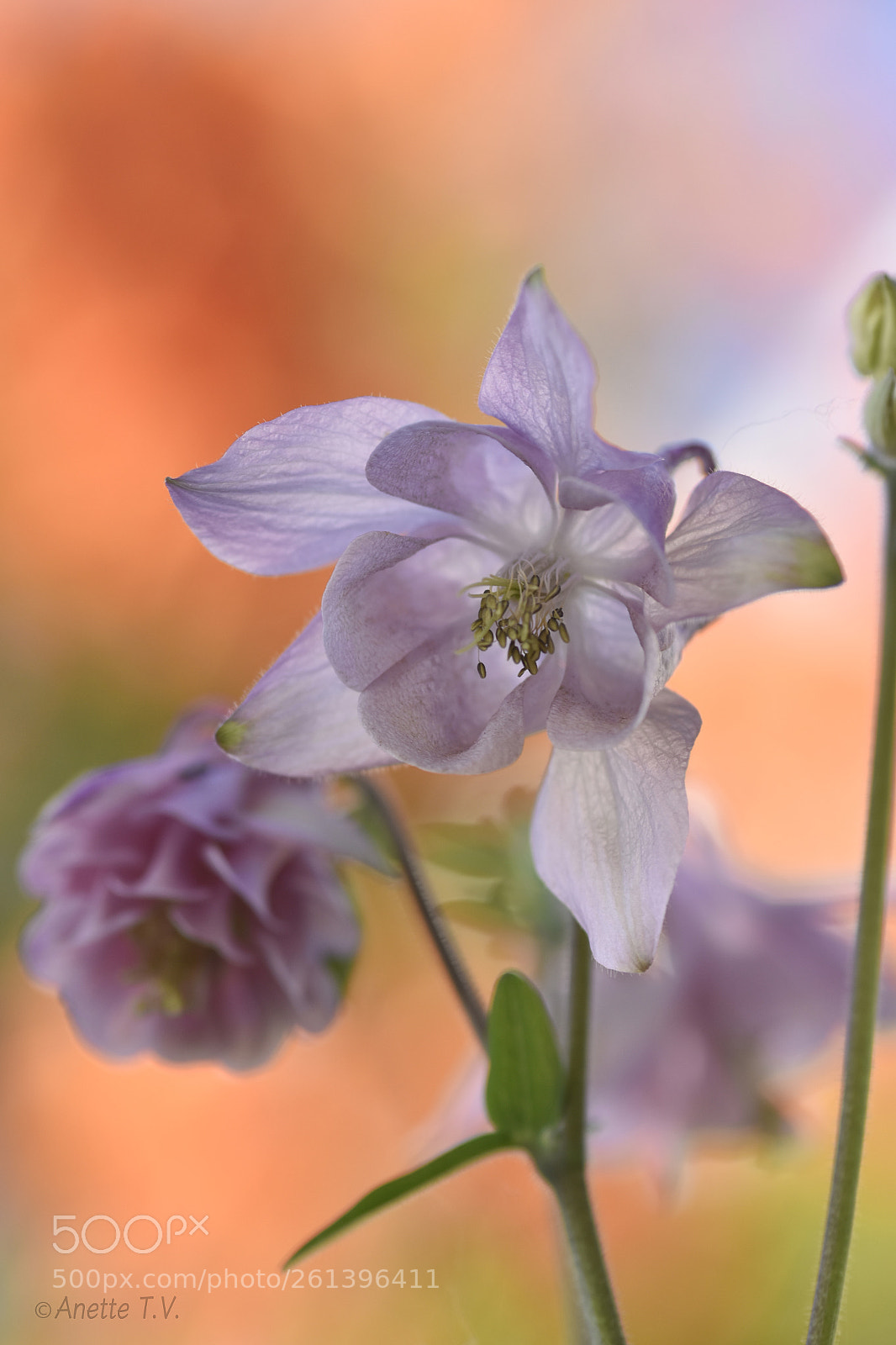 Nikon D5500 sample photo. Aquilegia .. photography