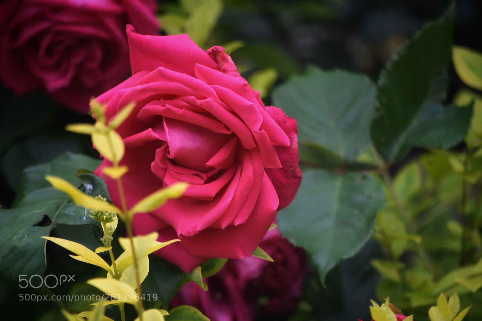 Nikon D3400 sample photo. Beautiful  photography