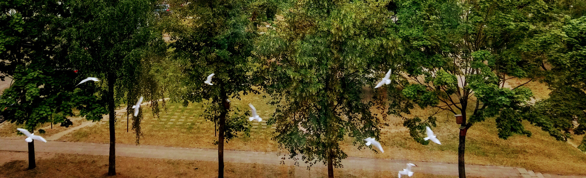 LG G3 sample photo. Flying far away photography