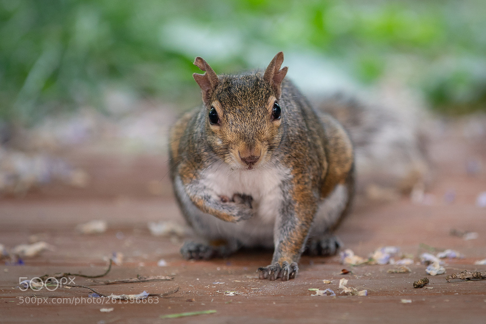 Sony a7R III sample photo. Stealing walnuts photography