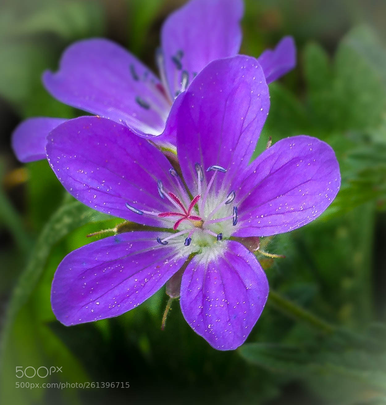 Canon EOS 700D (EOS Rebel T5i / EOS Kiss X7i) sample photo. Meadow geranium photography