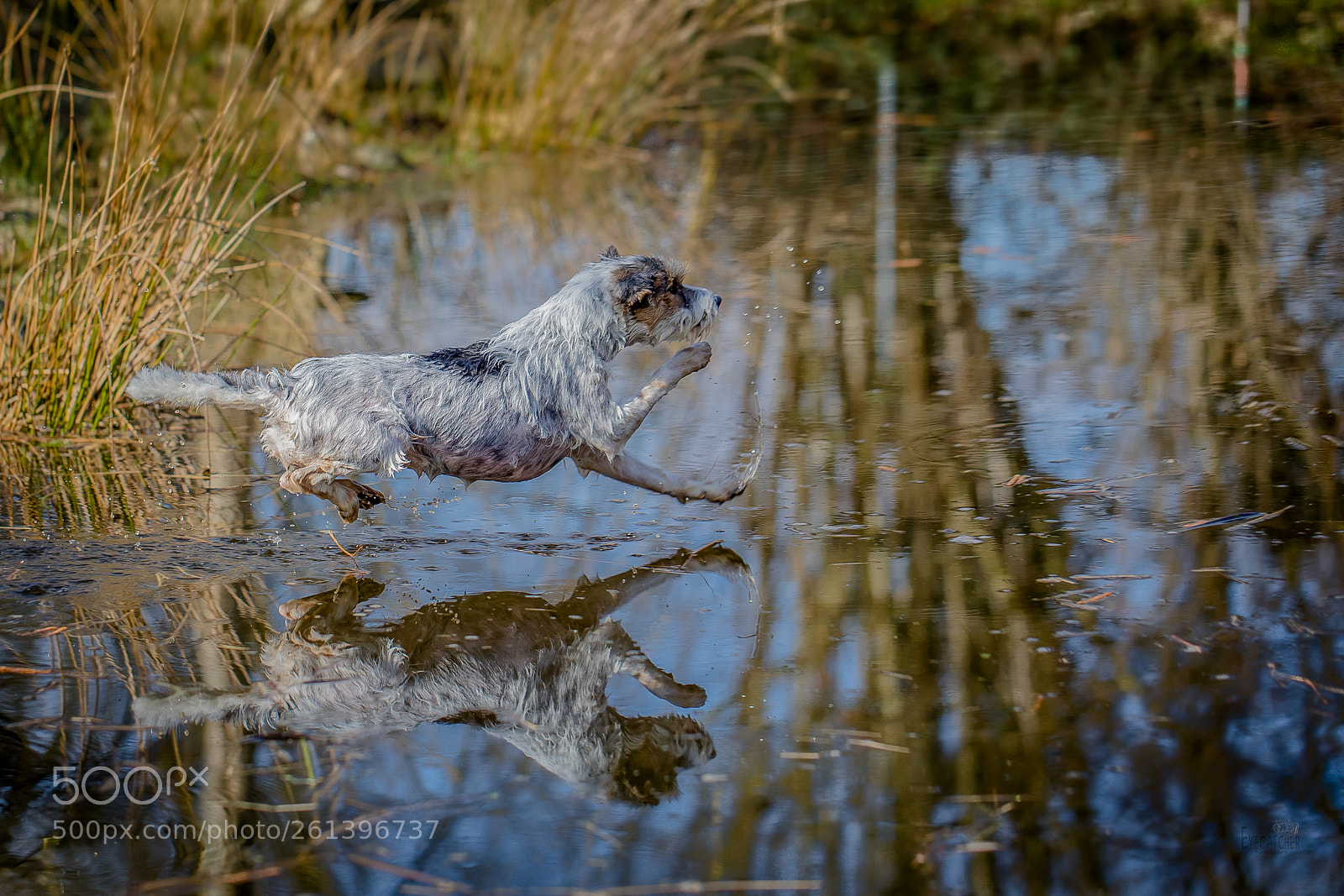 Canon EOS 5D Mark IV sample photo. Der sprung ins k photography