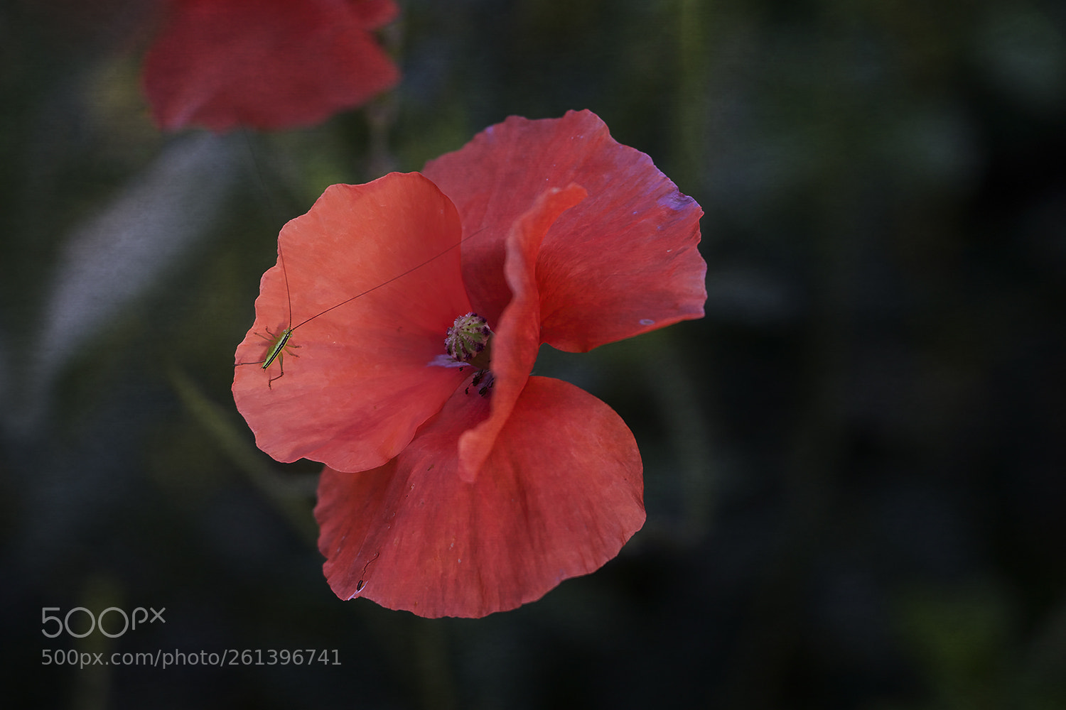 Canon EOS 7D Mark II sample photo. Poppy with beetle photography