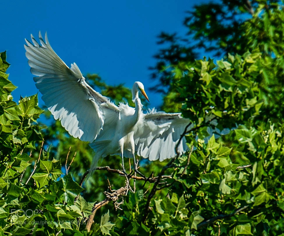 Nikon D4 sample photo. Majestic flight! photography