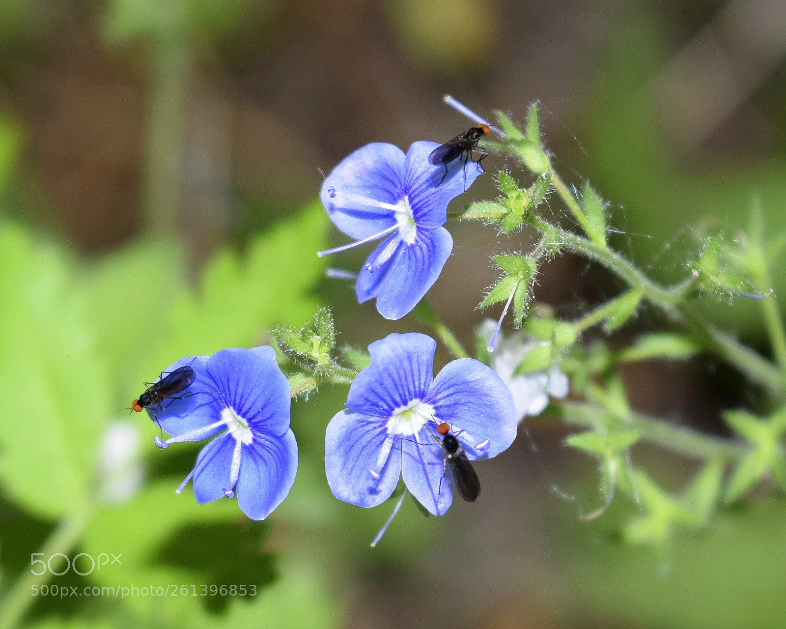 Nikon D3300 sample photo. Veronica chamaedrys - Вероника дубравная photography