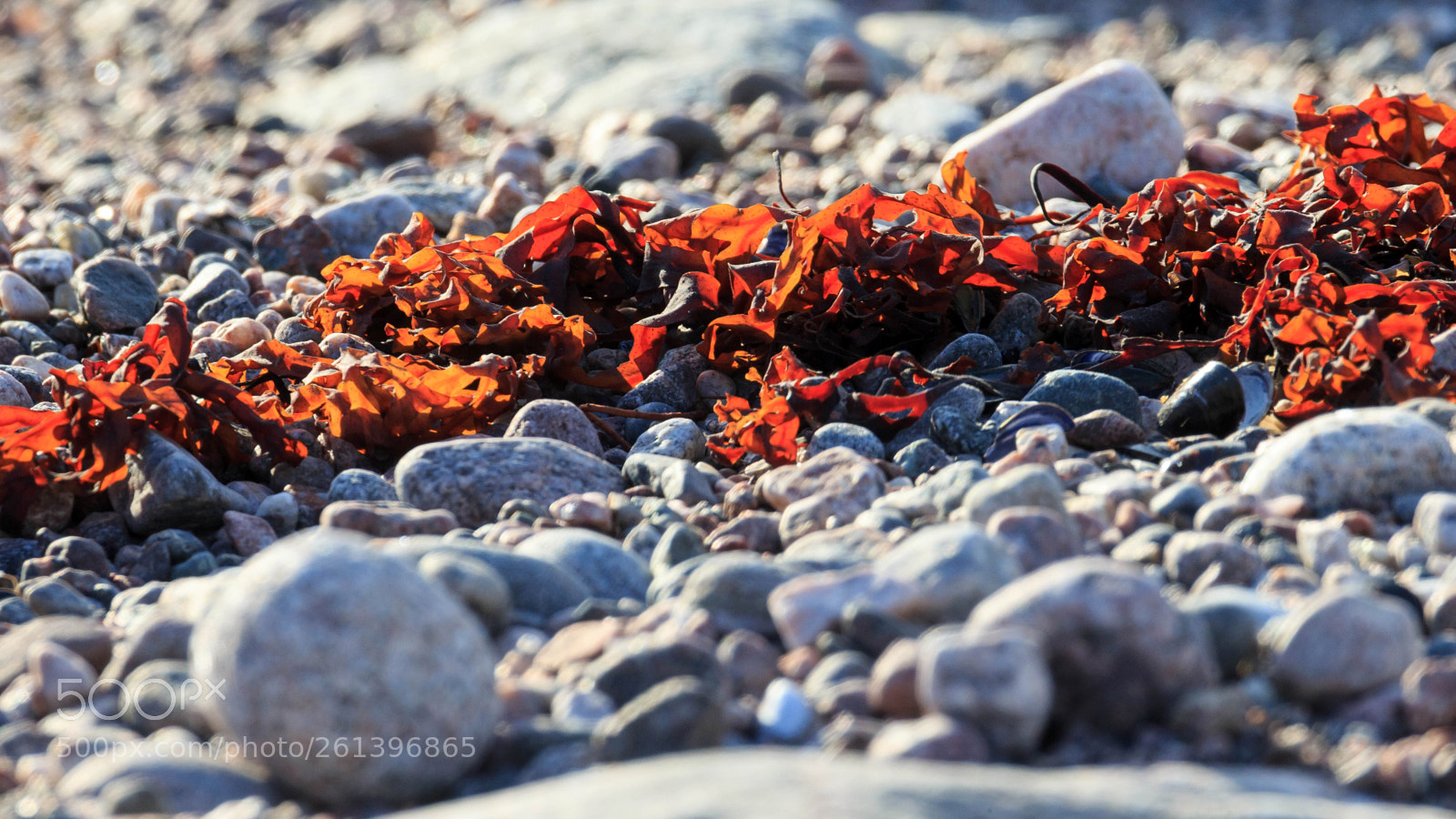 Canon EOS-1D X sample photo. Dry seaweed and stones photography