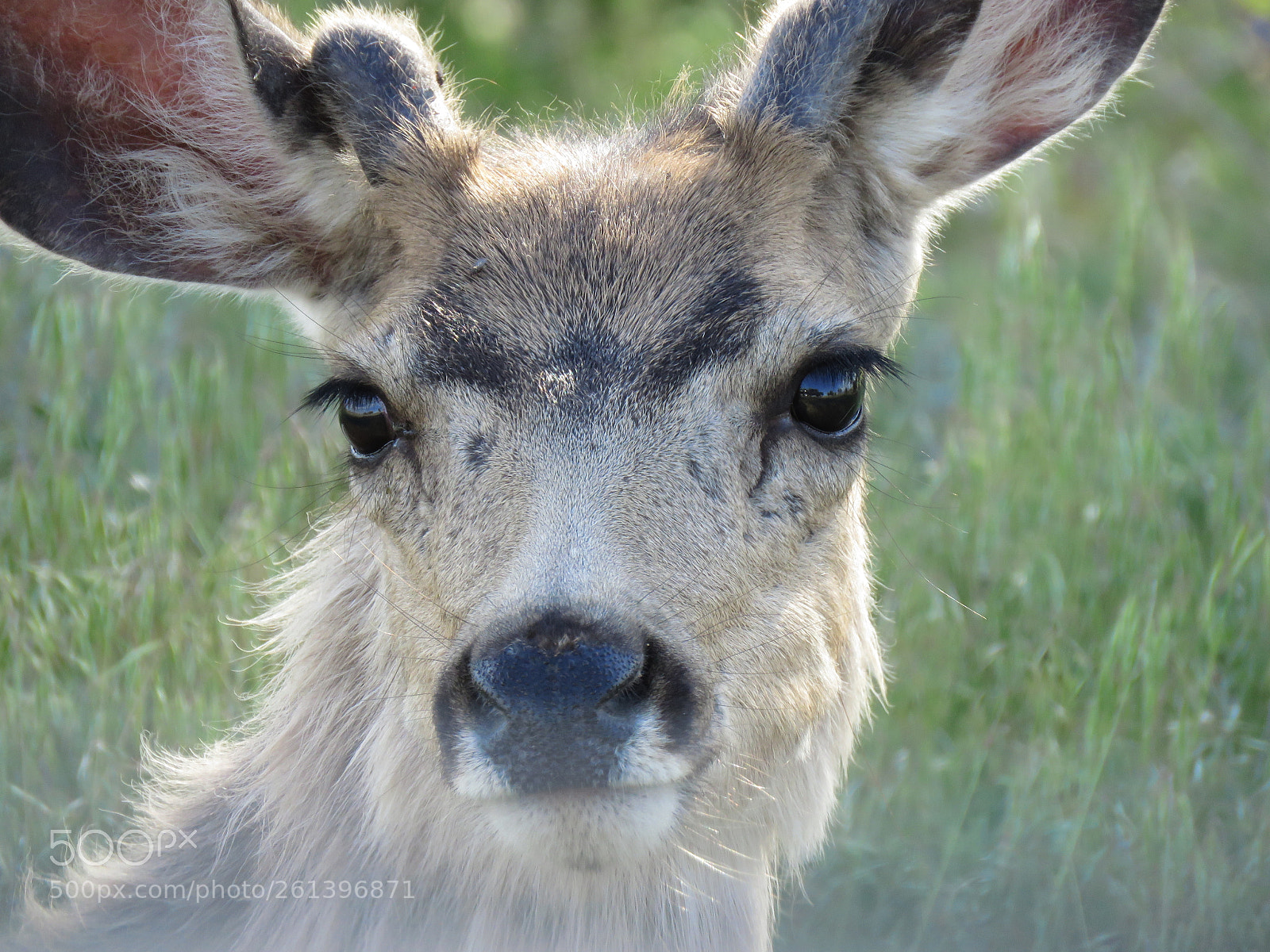 Canon PowerShot SX60 HS sample photo. Young buck photography