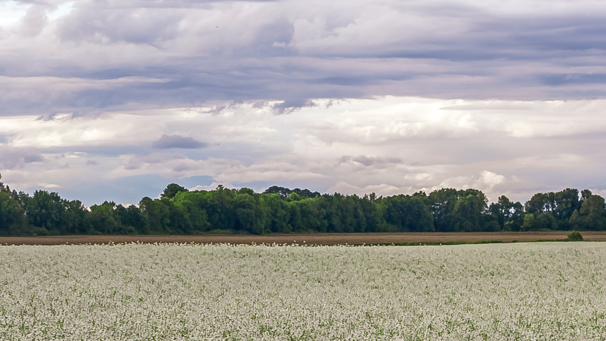 Panasonic Lumix DMC-GH2 sample photo. A soft flowery field photography