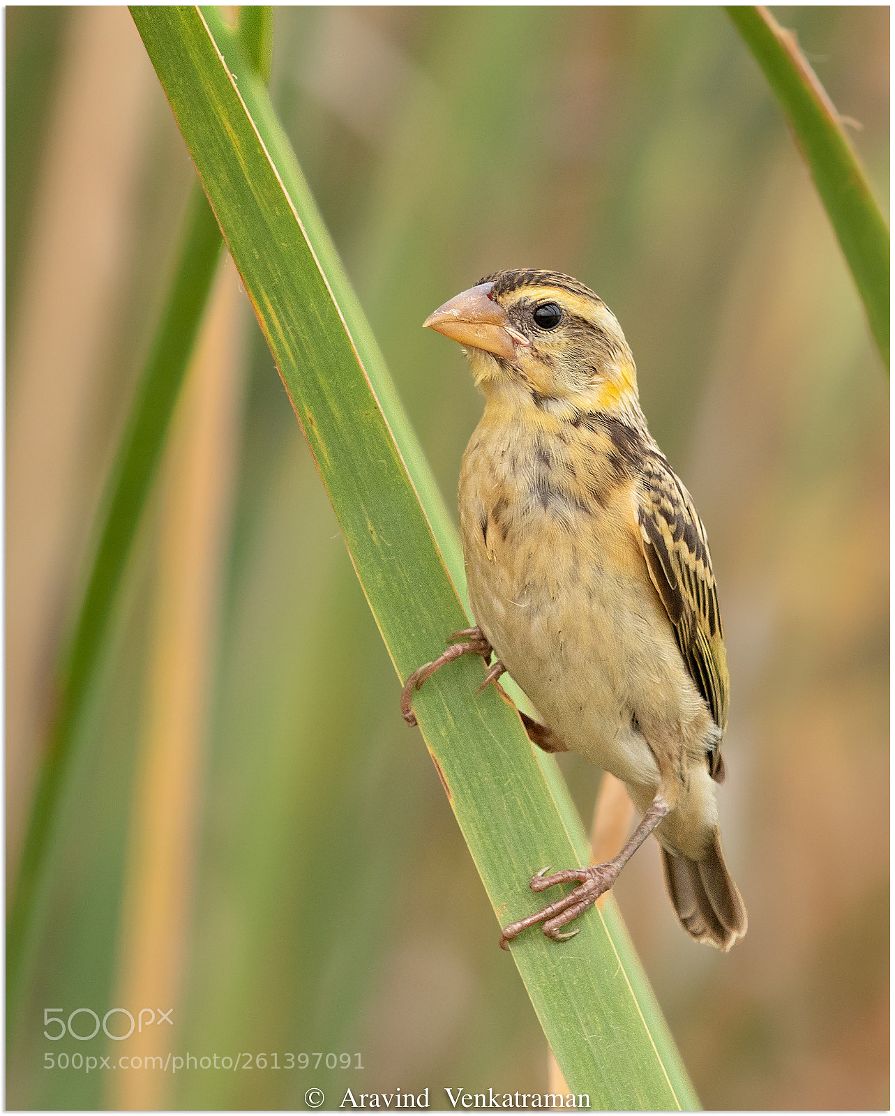 Canon EOS 7D Mark II sample photo. Streaked weaver photography
