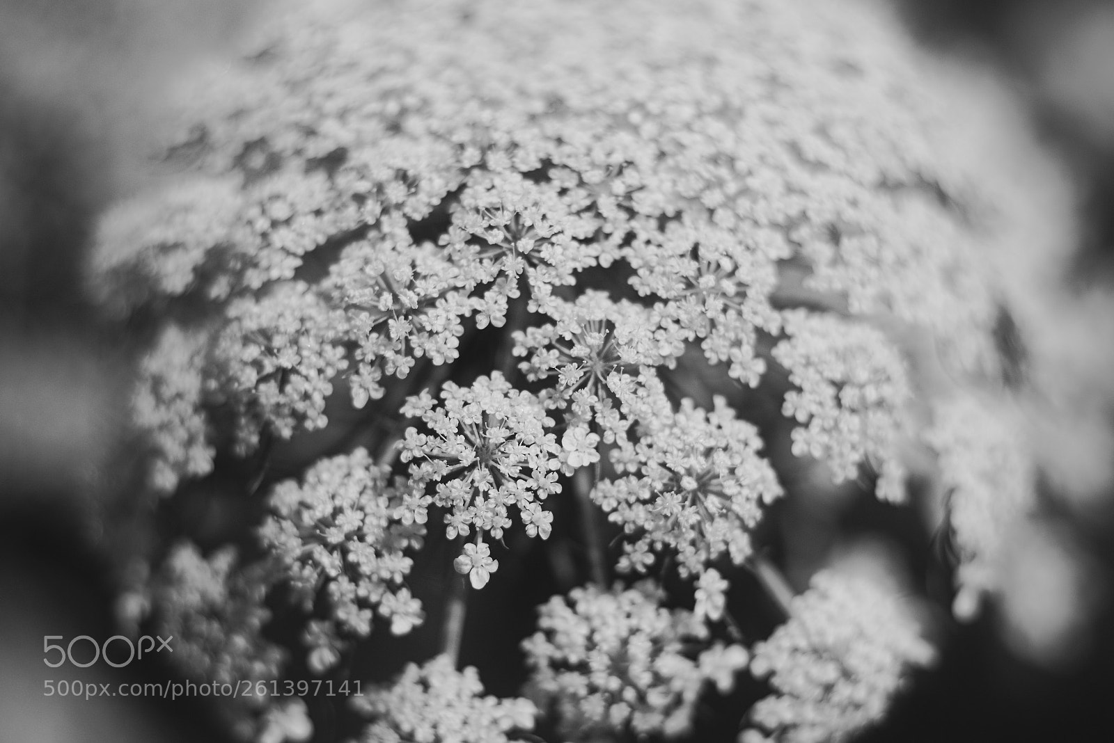 Canon EOS 70D + Canon EF 50mm F1.8 STM sample photo. Explosion photography