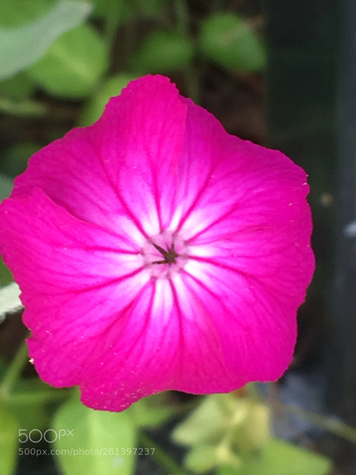Apple iPhone SE sample photo. Flower photography