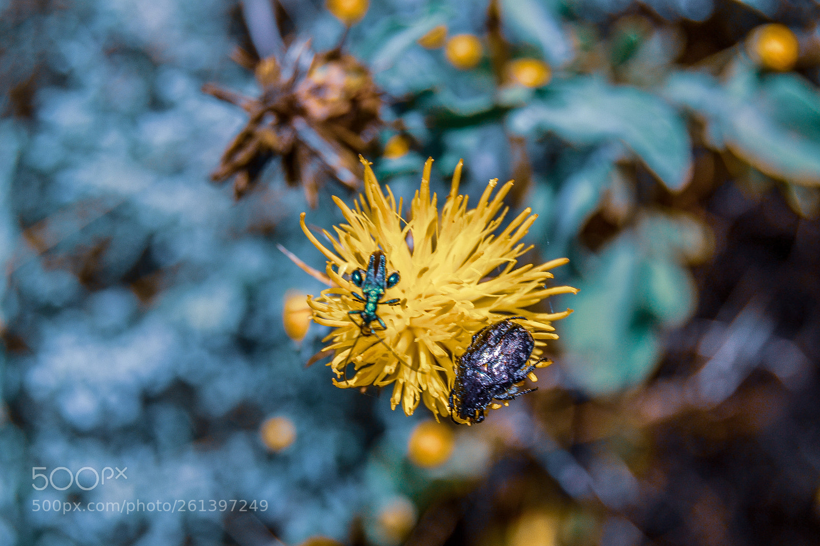 Nikon D3100 sample photo. Life in a flower photography