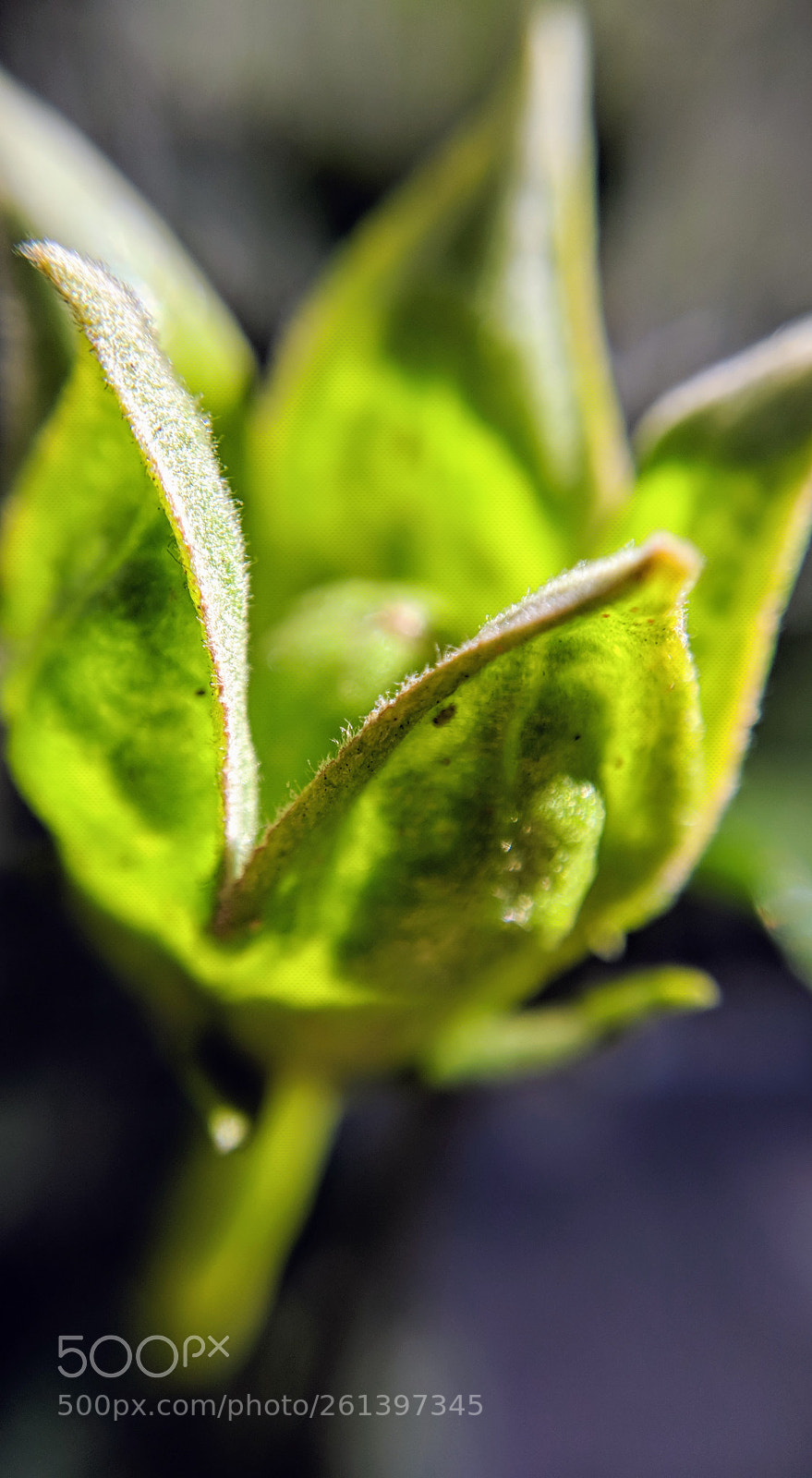 Xiaomi Mi A1 sample photo. Untitled photography