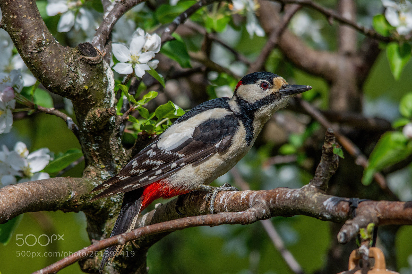 Nikon D7200 sample photo. Great spotted woodpecker photography