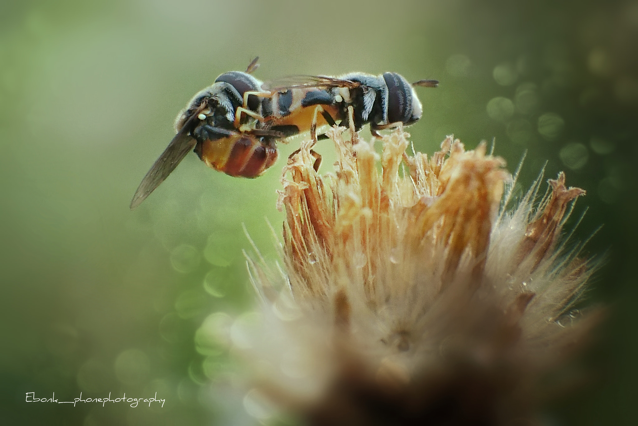 Sony Xperia Z3+ sample photo. Hoverfly photography