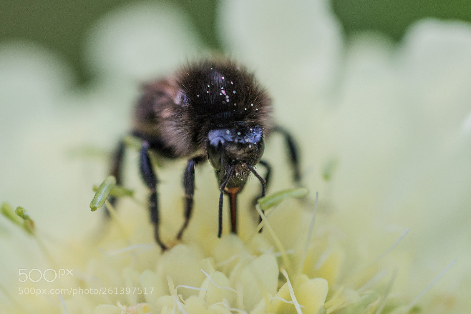 Nikon D600 sample photo. Working bumblebee photography