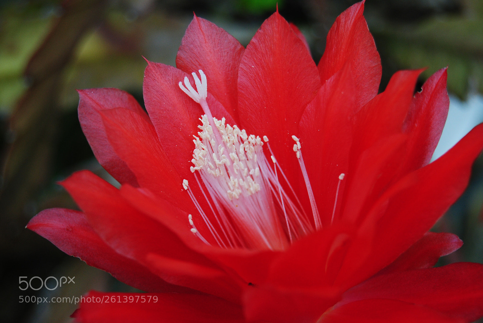 Nikon D3000 sample photo. Flower photography