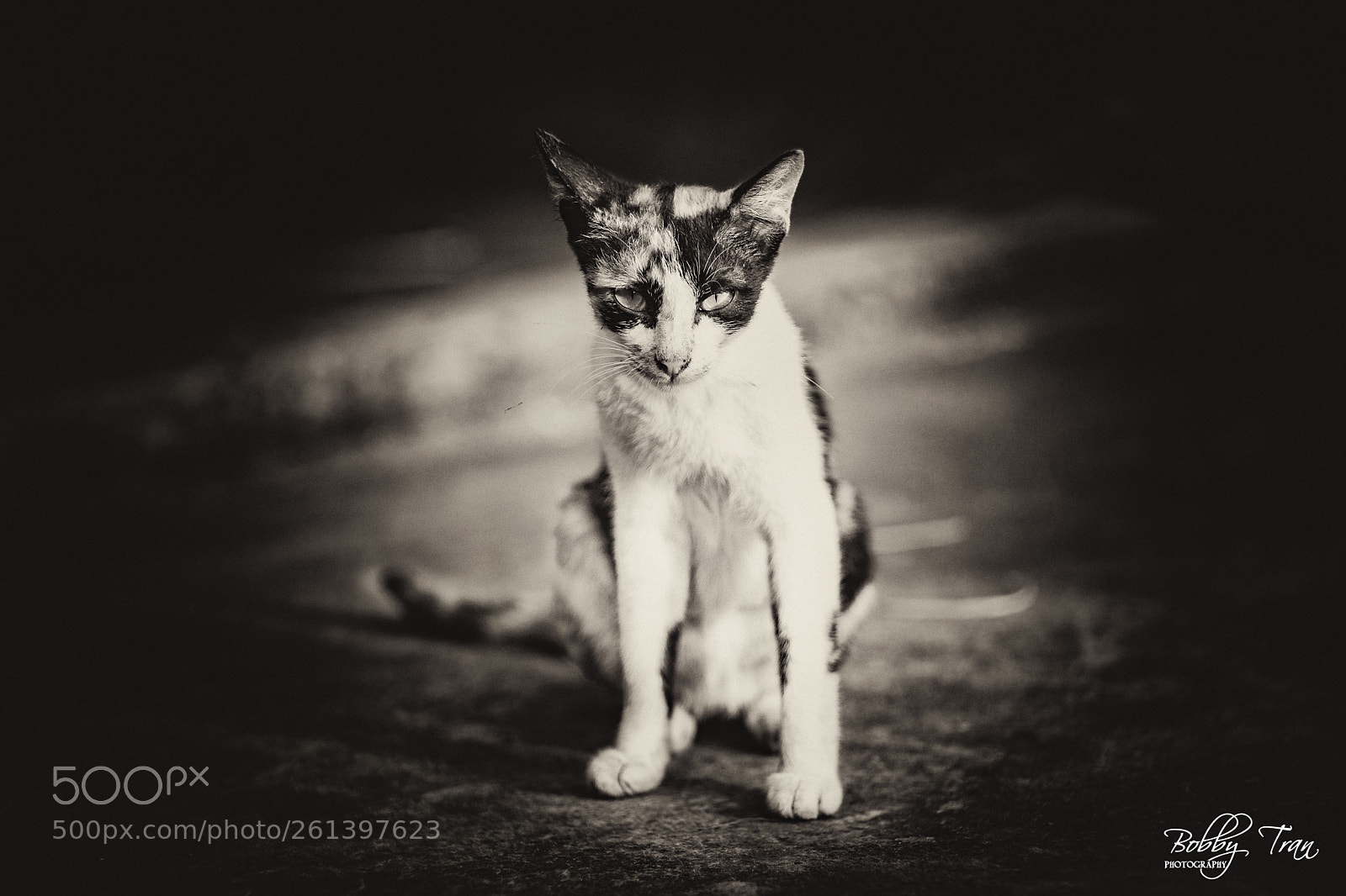 Canon EOS 6D sample photo. The cat photography