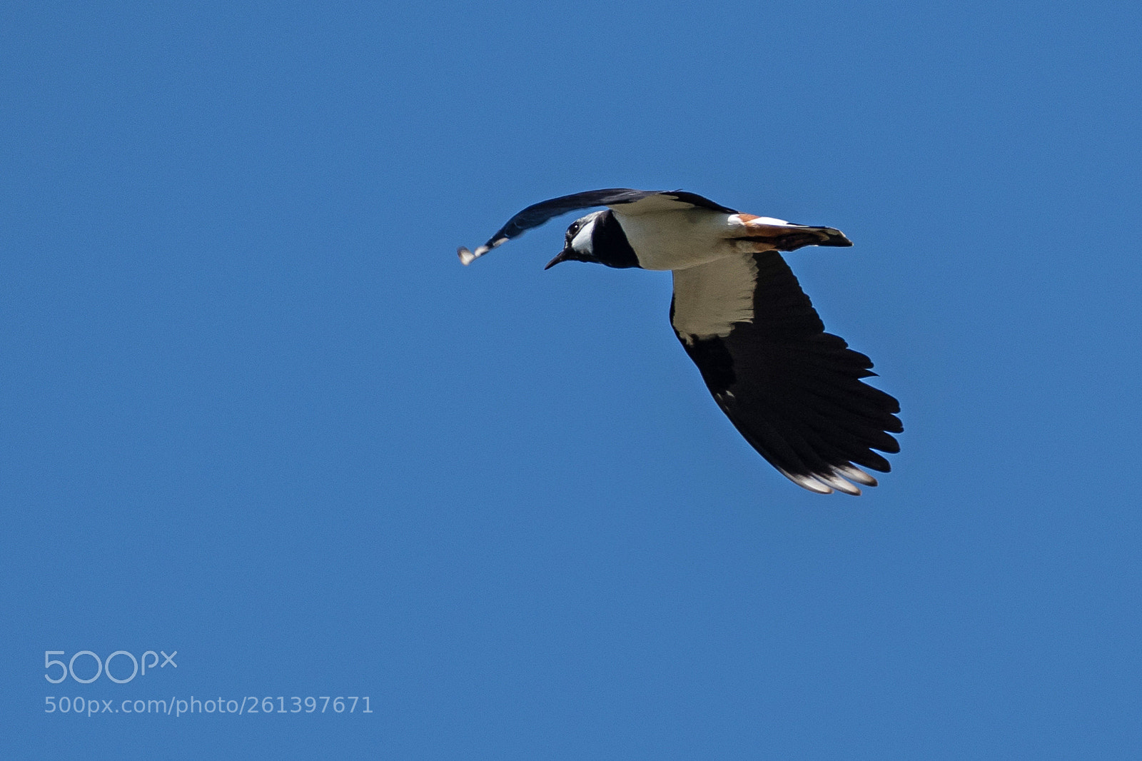 Nikon D500 sample photo. Northern lapwing photography