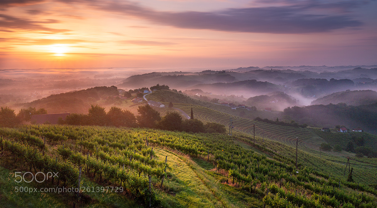 Canon EOS 6D sample photo. Among the vineyards photography