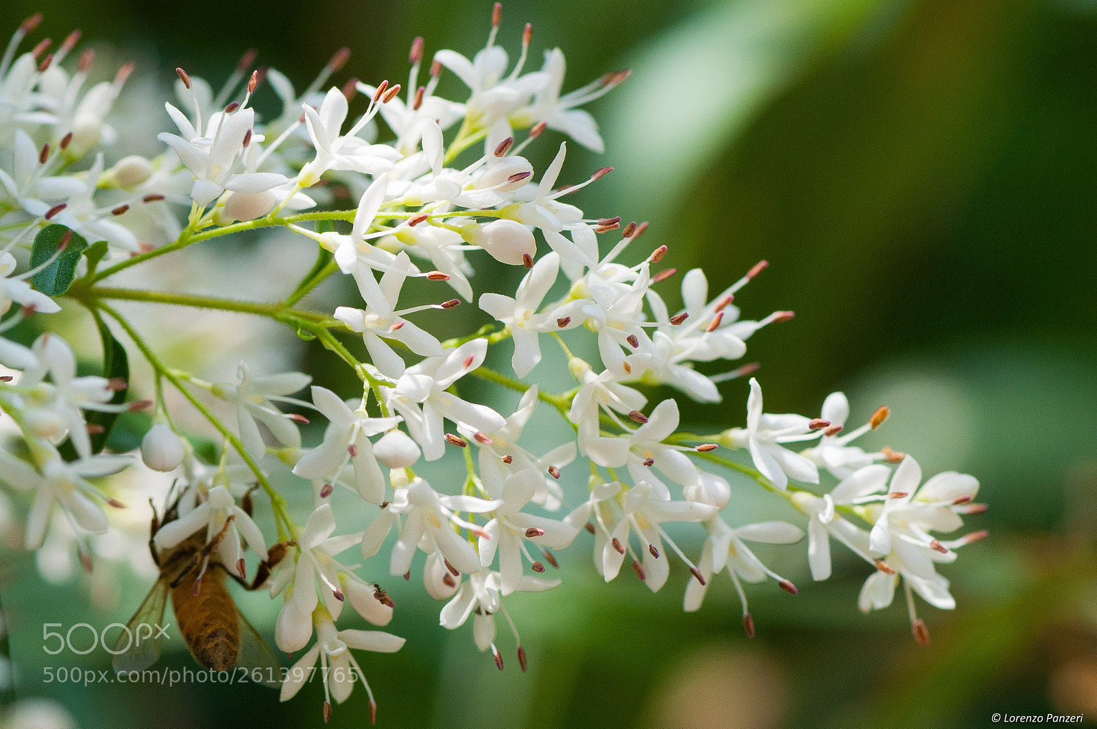 Nikon D90 sample photo. A bit of white photography