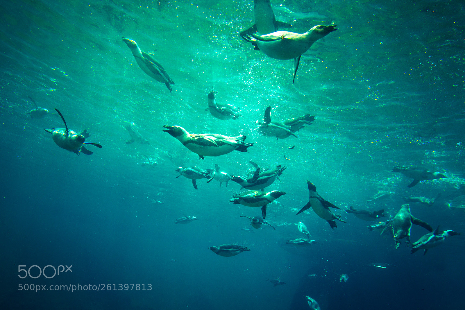 Canon EOS 600D (Rebel EOS T3i / EOS Kiss X5) sample photo. Penguins photography