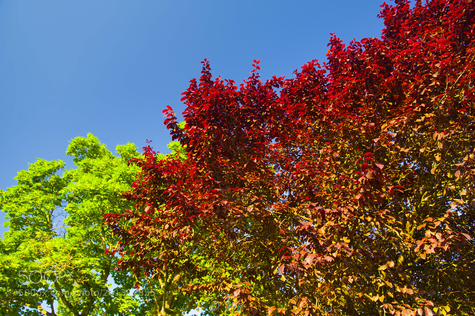 Pentax K-70 sample photo. Yvb photography