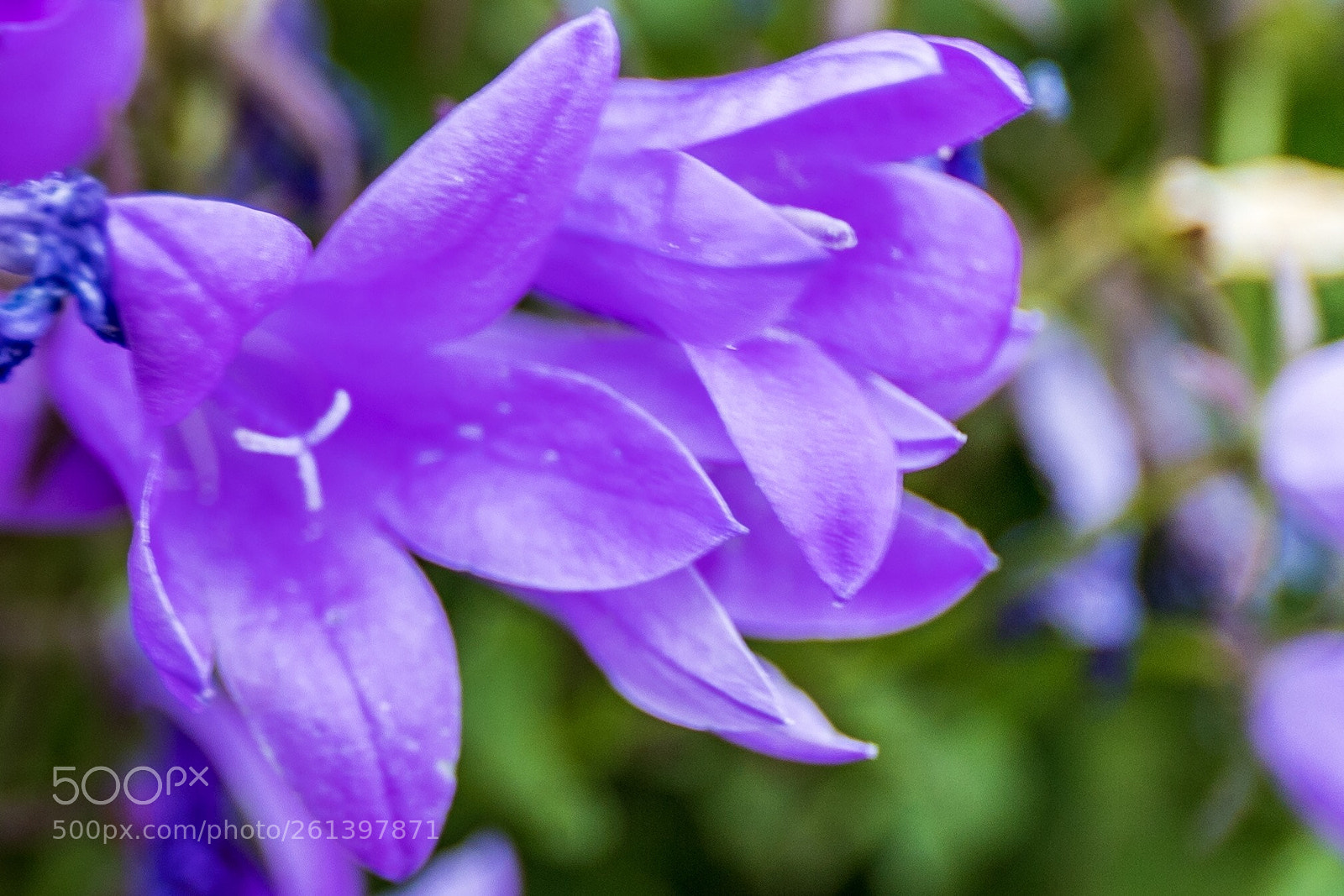 Canon EOS 6D Mark II sample photo. Colourful summer photography