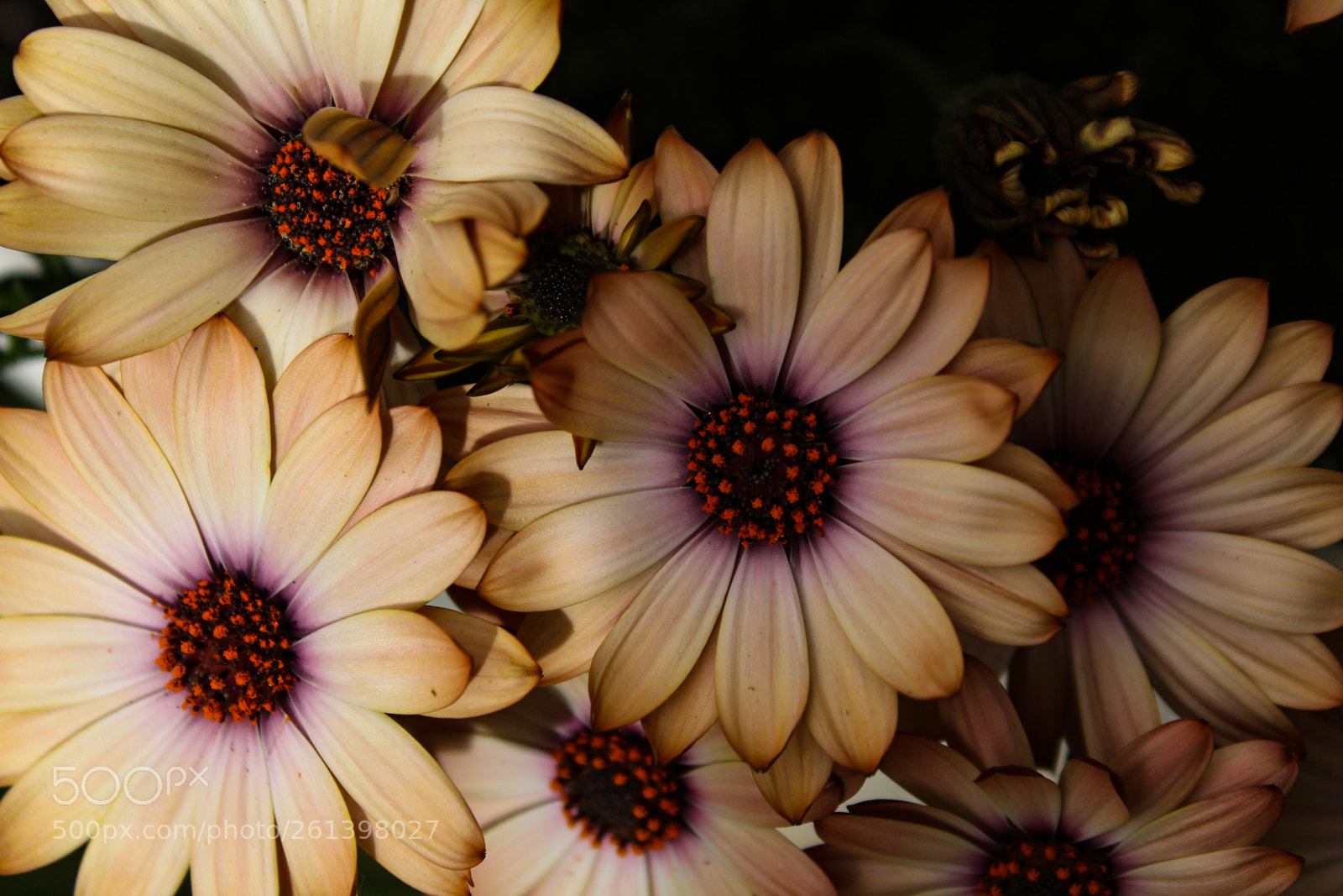 Canon EOS 1300D (EOS Rebel T6 / EOS Kiss X80) sample photo. Macro 2018 springtime photography