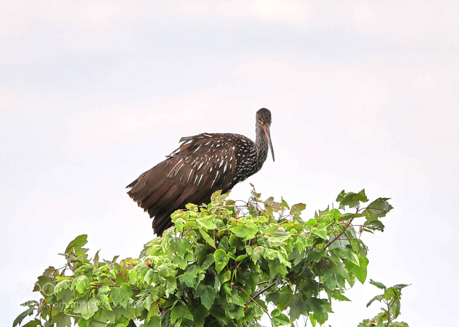 Canon EOS-1D X Mark II sample photo. 06-08-18-0021721.jpg photography